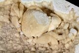 Fossil Crab (Potamon) Preserved in Travertine - Turkey #121384-2